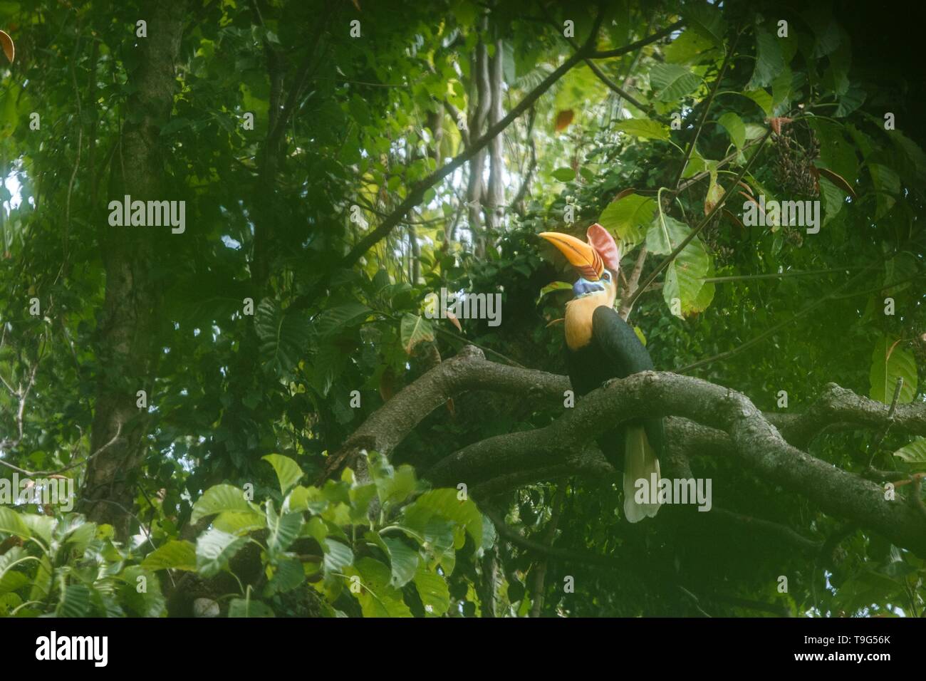 Aceros cassidix calao, bulbés, assis sur une branche à tree top près de son nid.Le Parc National de Tangkoko, Sulawesi, Indonésie, typique du comportement des animaux, Banque D'Images