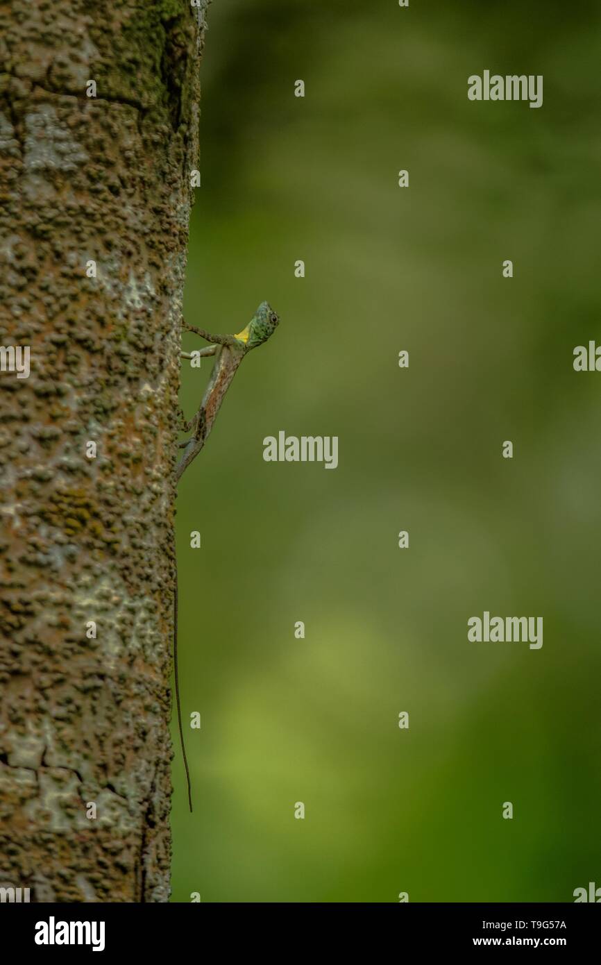 Draco volans, le dragon volant commun sur l'arbre dans le Parc National de Tangkoko, Sulawesi, est une espèce de lézard endémique de l'Asie du Sud-Est. de lézard dans wi Banque D'Images