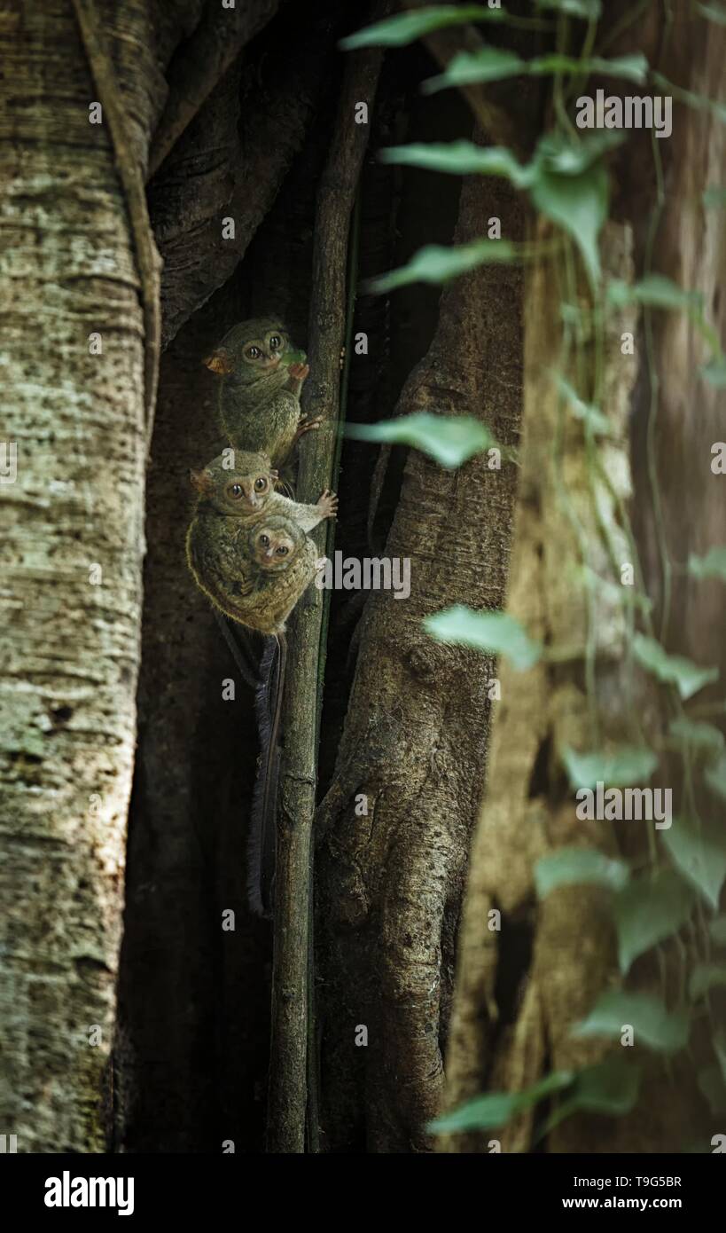 Famille des tarsiers, spectrale Tarsius spectrum, portrait des mammifères nocturnes endémiques rares, petit mignon primat dans de grands ficus en jungle, Tangkoko Banque D'Images