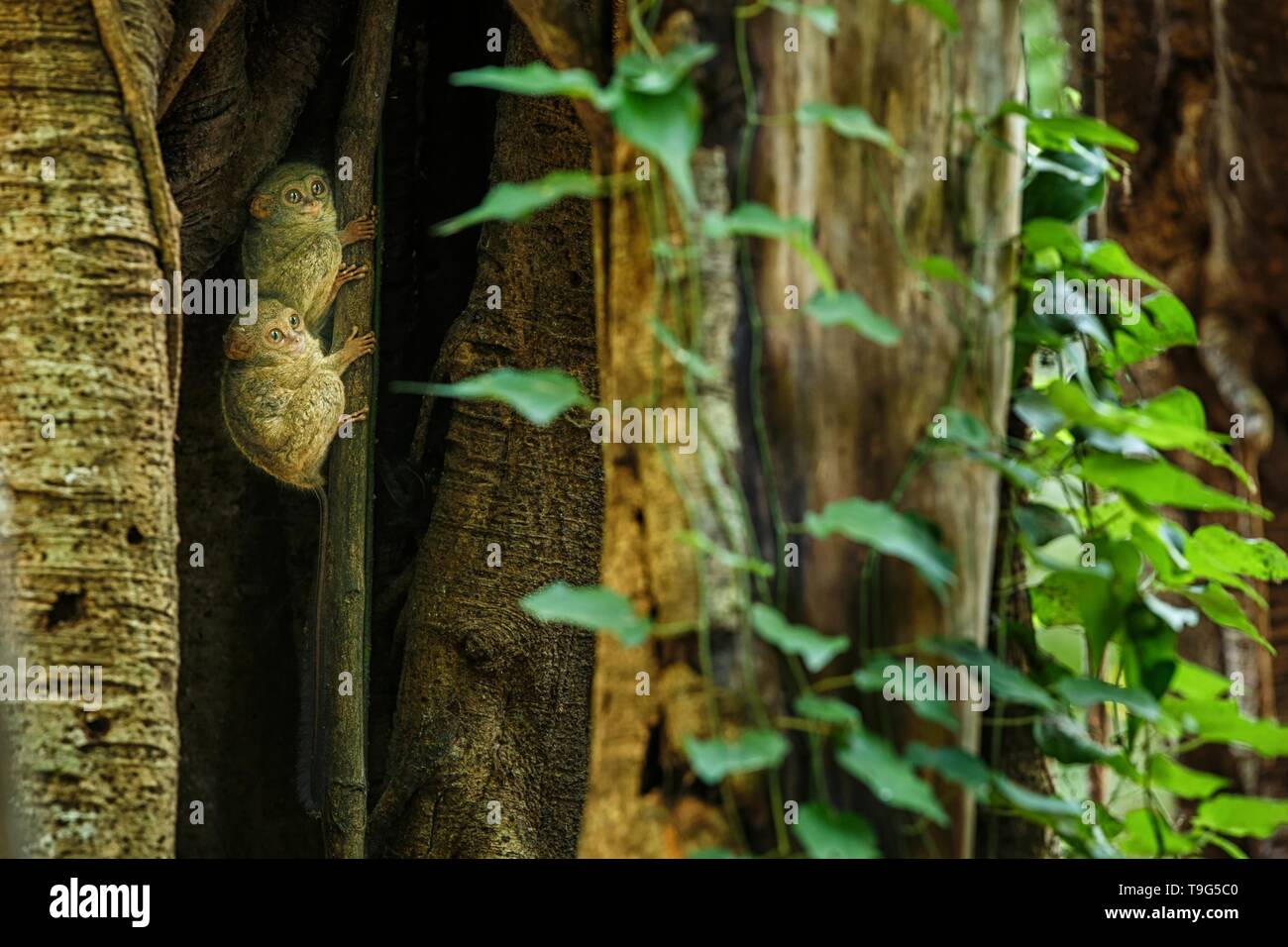 Famille des tarsiers, spectrale Tarsius spectrum, portrait des mammifères nocturnes endémiques rares, petit mignon primat dans de grands ficus en jungle, Tangkoko Banque D'Images