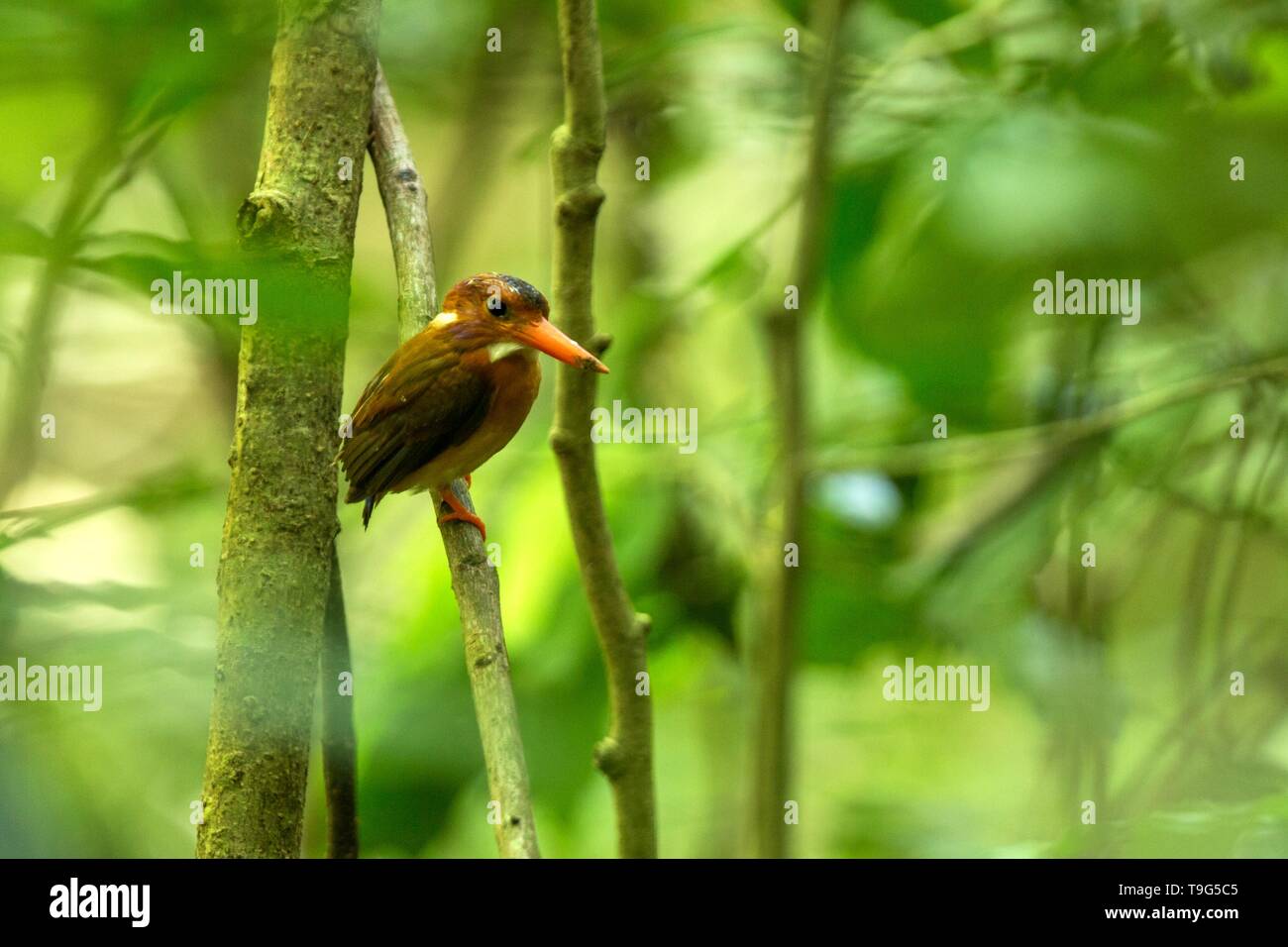 Dwarf kingfisher sulawesi (Ceyx fallax) est perché sur une branche dans la Jungle indonésienne,famille Alcedinidae, espèce endémique de l'Indonésie, l'observation des oiseaux exotiques dans un Banque D'Images