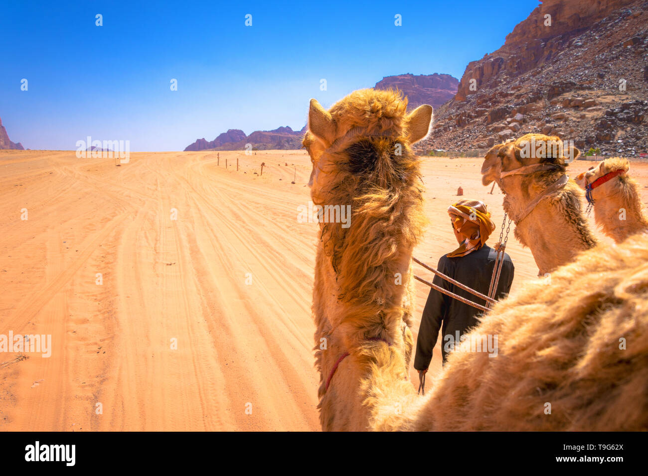 Chaise bédouine et chameaux dans le désert de Wadi Rum en Jordanie Banque D'Images