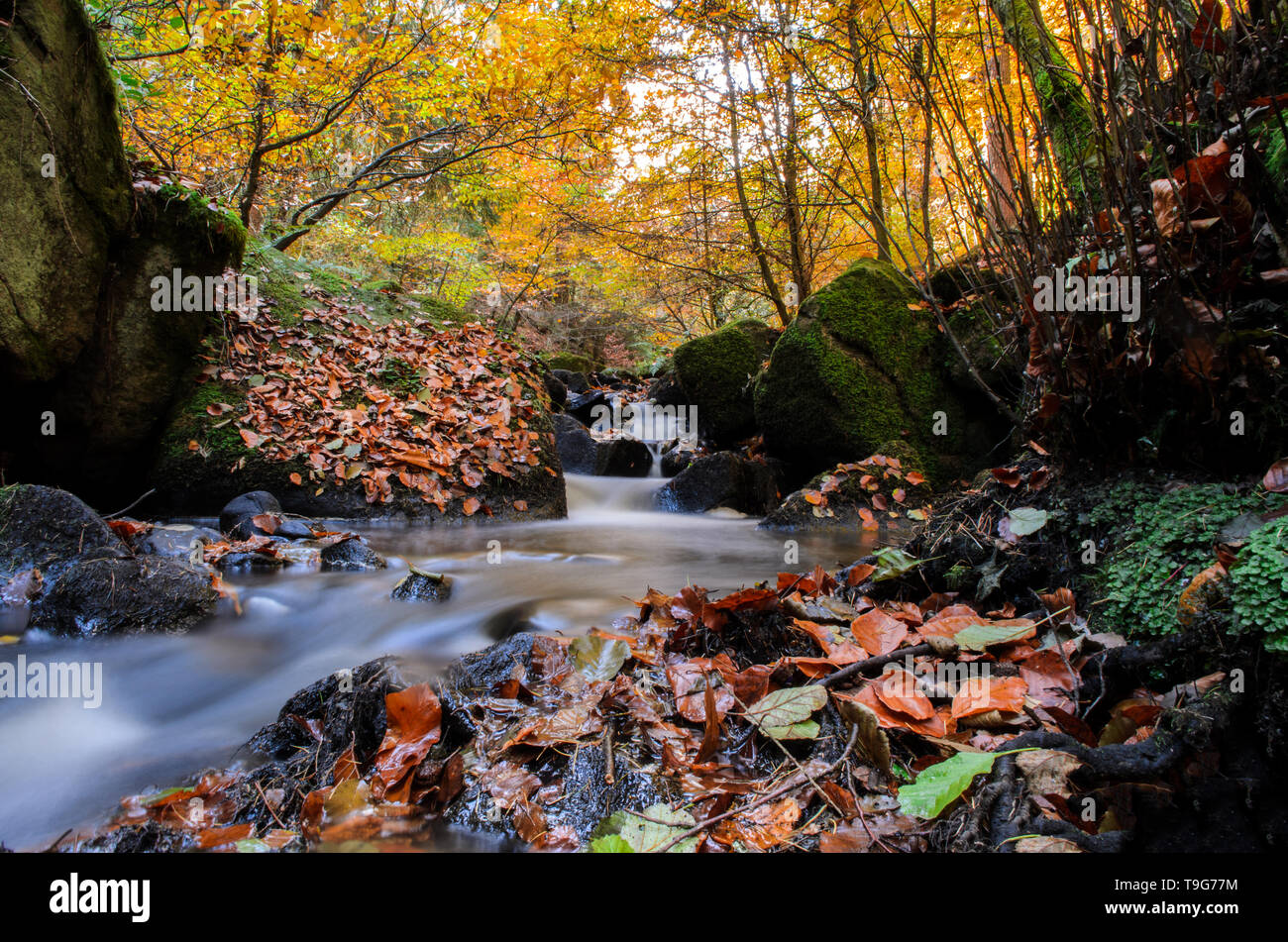 De magnifiques couleurs automnales au Wyoming Brook dans le peak district national park Banque D'Images