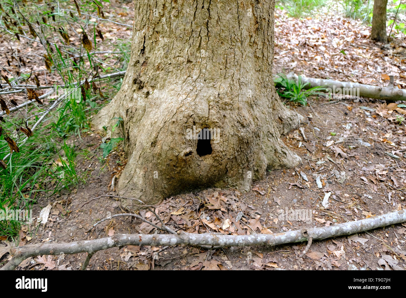 Un arbre creux ou un trou près de la base d'un tronc d'arbre au lac Crabtree County Park dans la région de Raleigh, Caroline du Nord, USA. Banque D'Images