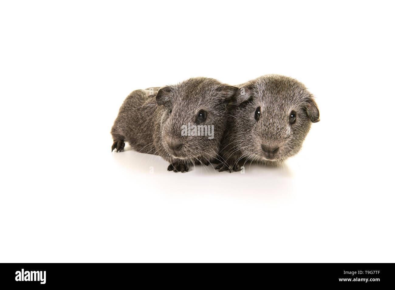 Deux agouti cobaye gris sur fond blanc Banque D'Images