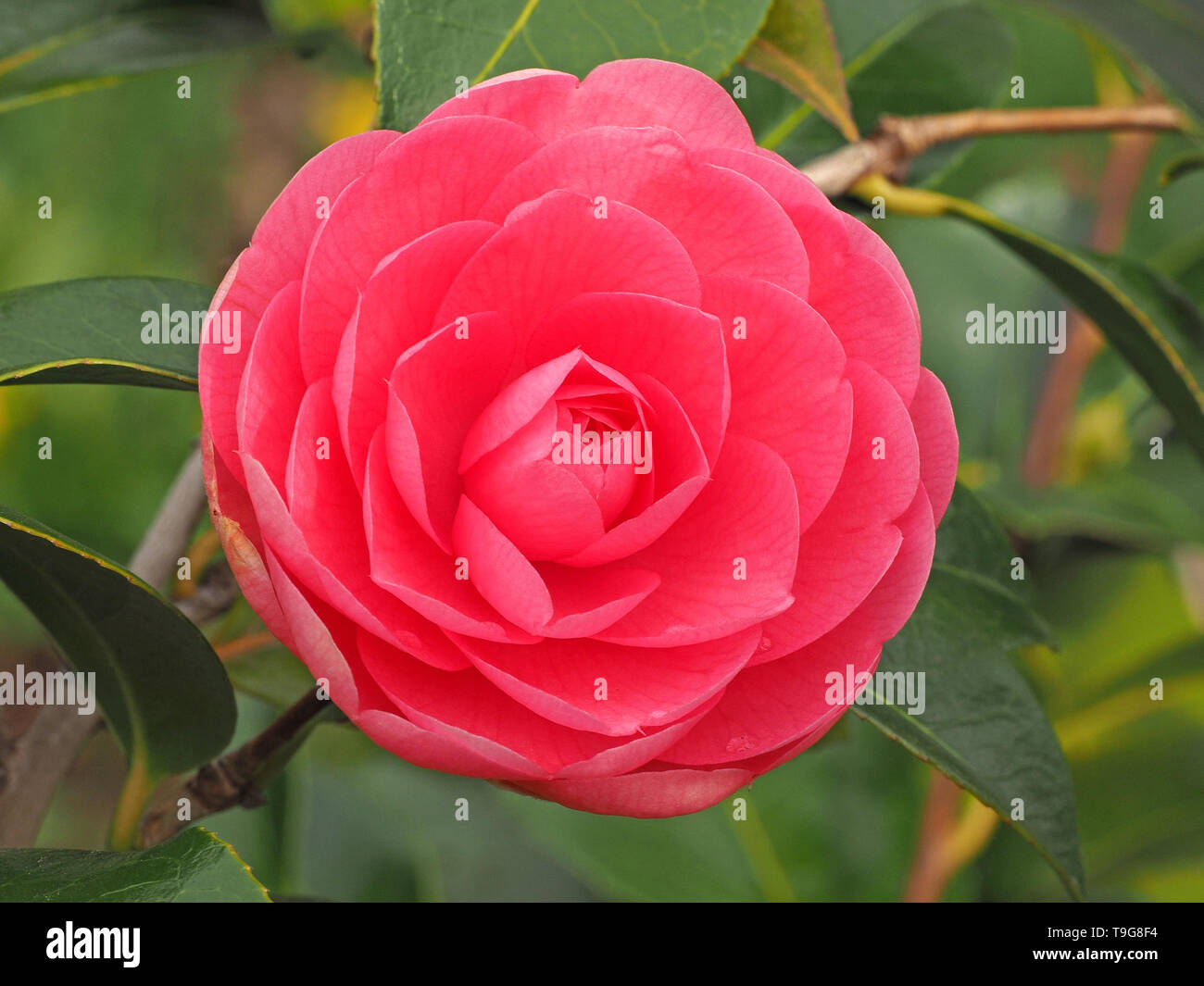 Rose lumineux de délicates pétales de fleurs Camelia contraste avec le feuillage brillant vert foncé dans un jardin en Cumbria, Angleterre, Royaume-Uni Banque D'Images