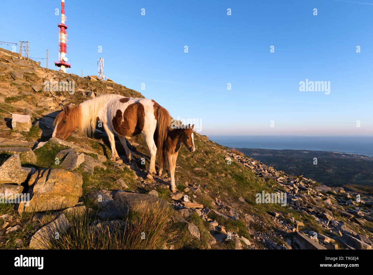 Des profils et bébé Pottok sur La Rhune dans le Pays Basque français. Banque D'Images