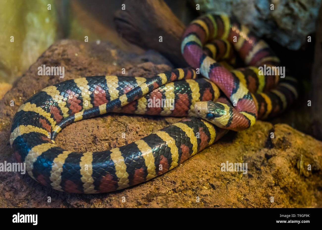 Libre de Arizona mountain king snake, serpent tropical couleur vive de l'Amérique, populaires dans herpetoculture animal reptile Banque D'Images