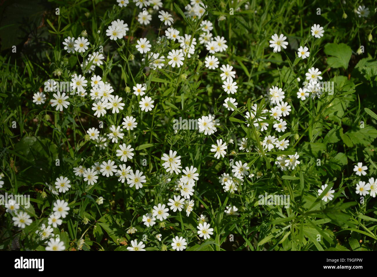 Les petites fleurs blanches sous le soleil du printemps Photo Stock - Alamy