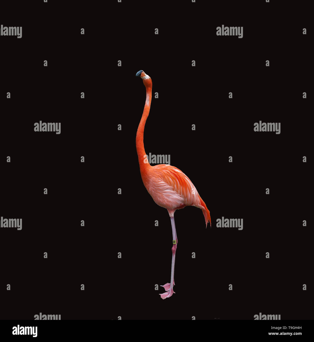 Flamant rose close up isolé sur noir. Banque D'Images