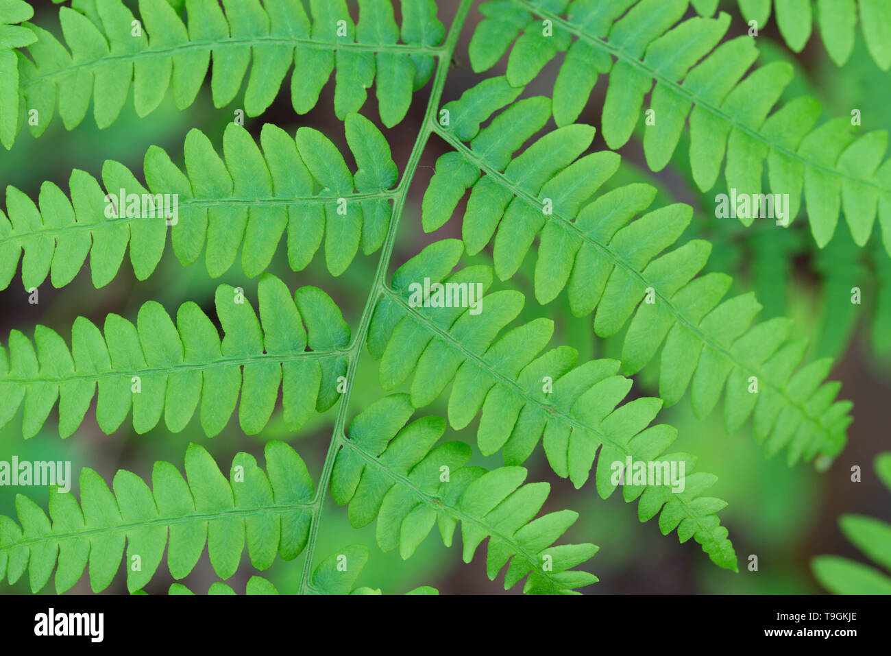 Fougère Pteridium aquilinum bracken, ressort vert feuilles macro focus sélectif Banque D'Images