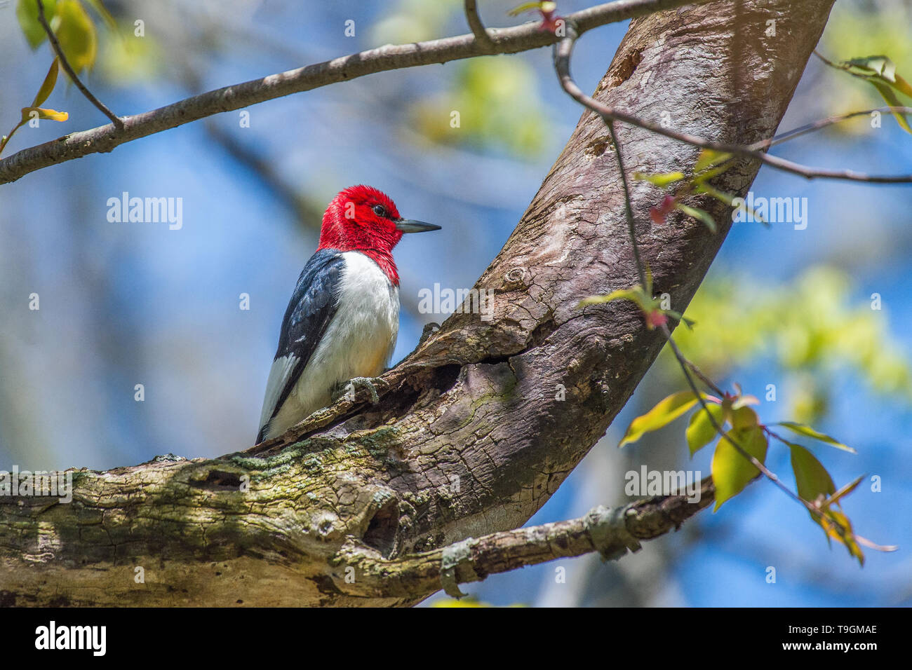 Pic à tête rouge. Sentier du Marais de Sheldon. Huron. L'Ohio. USA Banque D'Images Pic à tête rouge. Sentier du Marais de Sheldon. Huron. L'Ohio. USA Banque D'Images