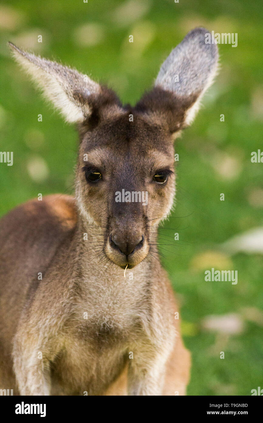 Portrait de kangourou, Perth, Australie-Occidentale, Australie. Banque D'Images