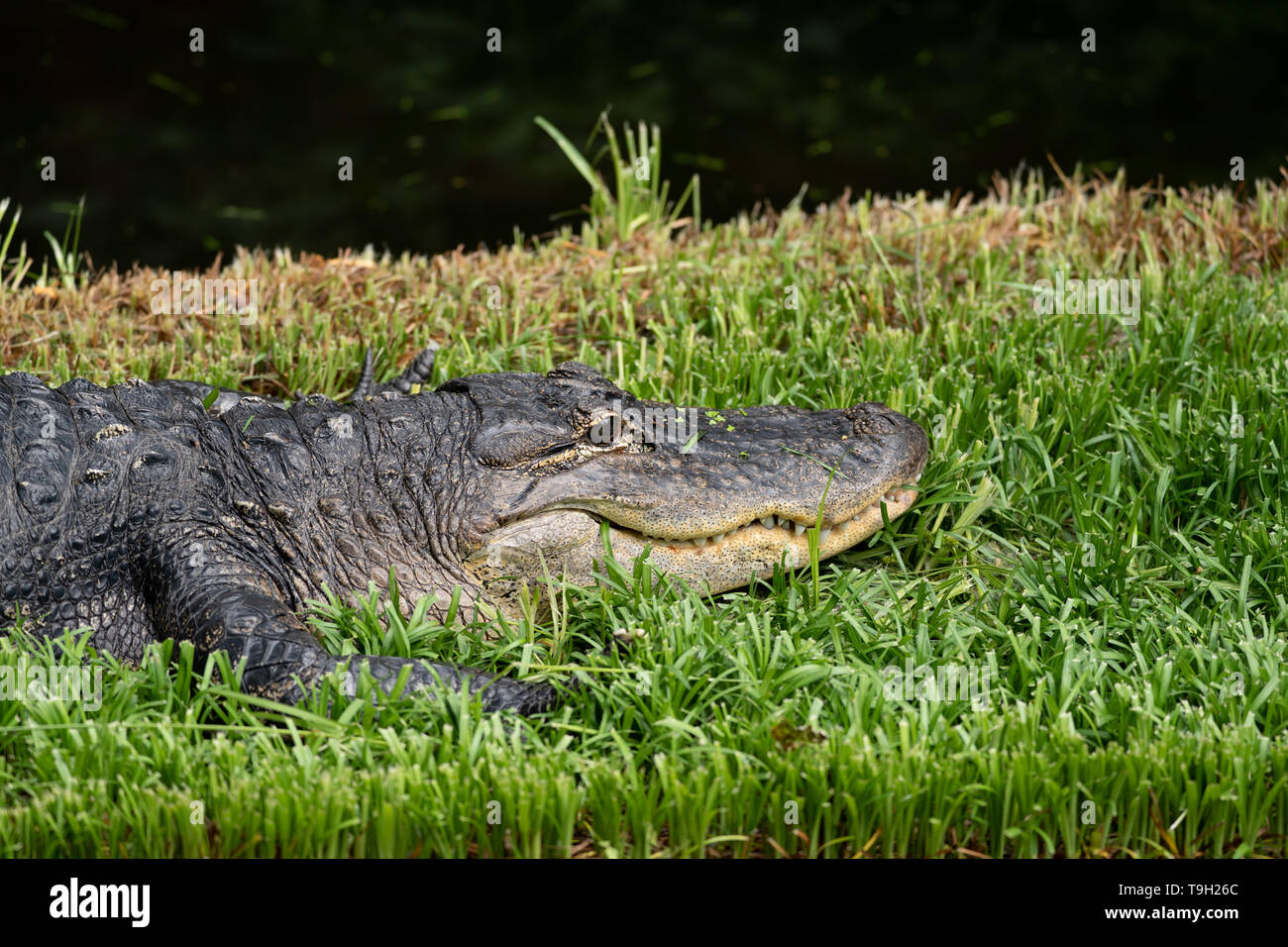 Crocodile repose dans l'herbe au parc zoologique national Smithsonian à Washington DC Banque D'Images