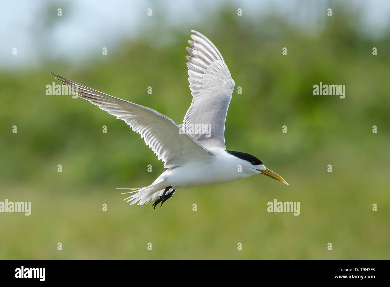 Crested Tern Sterna bergii en vol, sur l'îlot de Magra, Far North Queensland Banque D'Images
