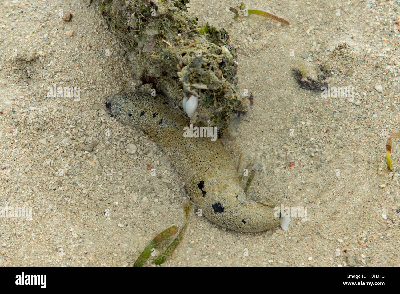 Concombre de mer noire de sable, Holothuria atra sur Magra Islet, Far North Queensland Banque D'Images