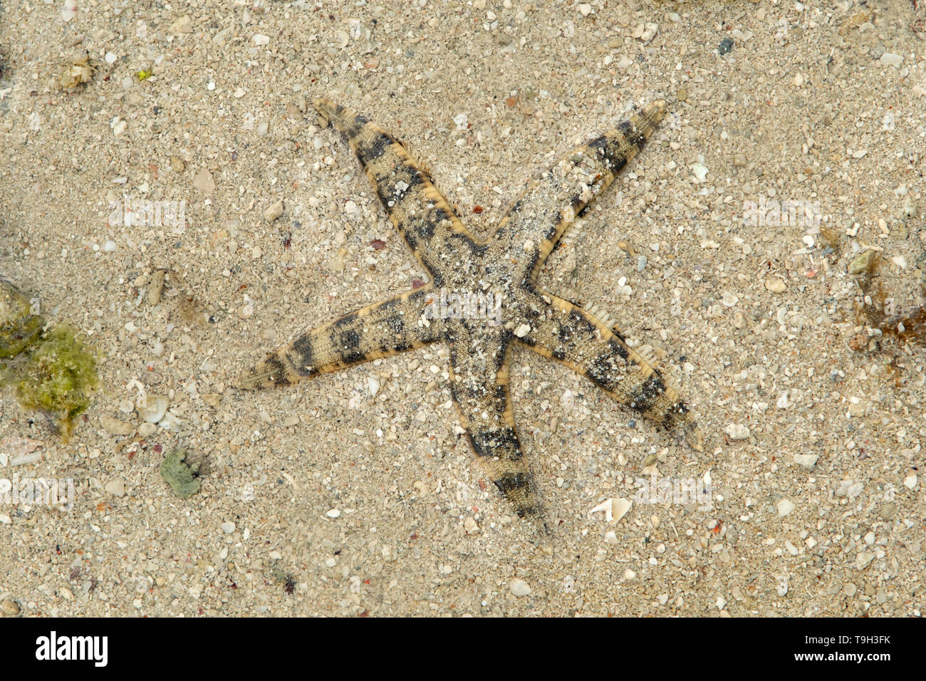 Sea Star, Archaster typicus sur Magra Islet, Far North Queensland Banque D'Images