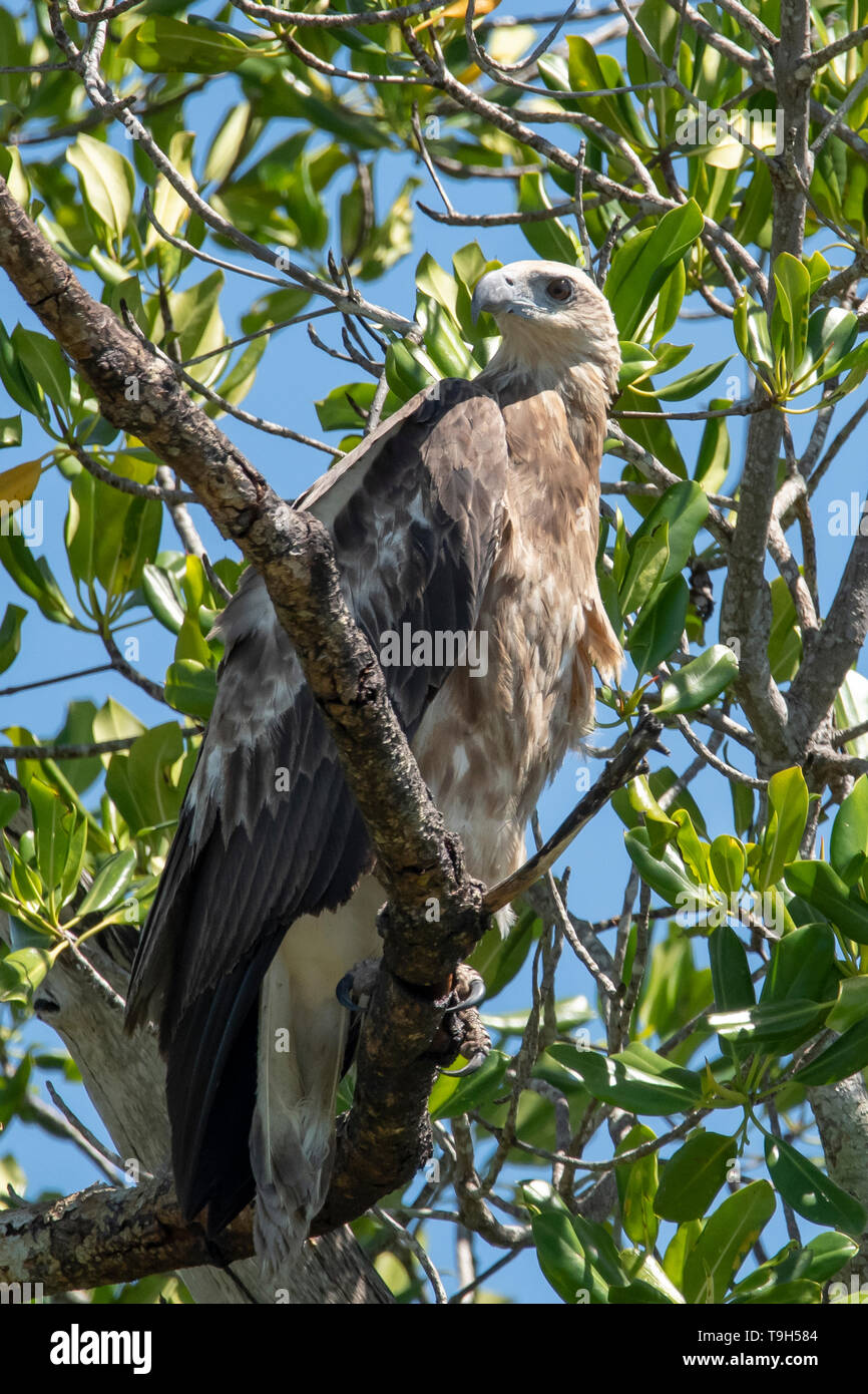 L'aigle de mer à ventre blanc, Haliaeetus leucogaster, Liverpool River, NT Banque D'Images