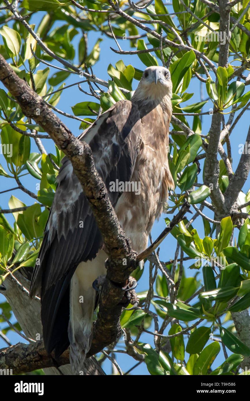 L'aigle de mer à ventre blanc, Haliaeetus leucogaster, Liverpool River, NT Banque D'Images