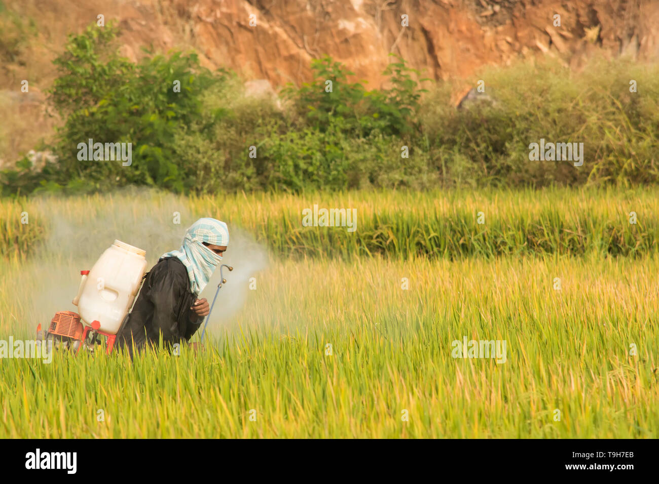 Maski, Karnataka, Inde - Décembre 2,2017 agriculteur pulvériser des pesticides dans des rizières Banque D'Images
