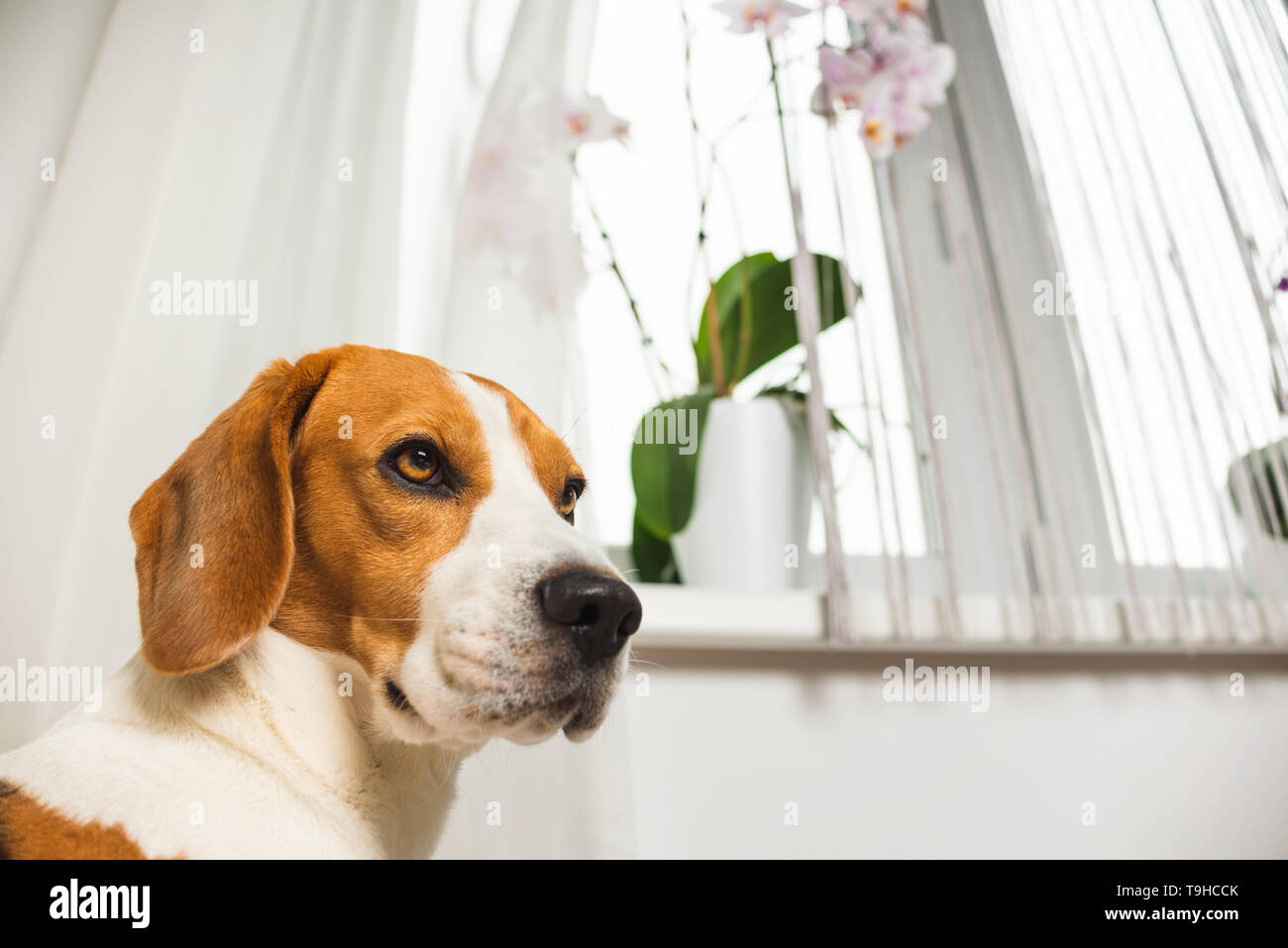 Adorable chien beagle head shoot. Arrière-plan de chien, copy space Banque D'Images
