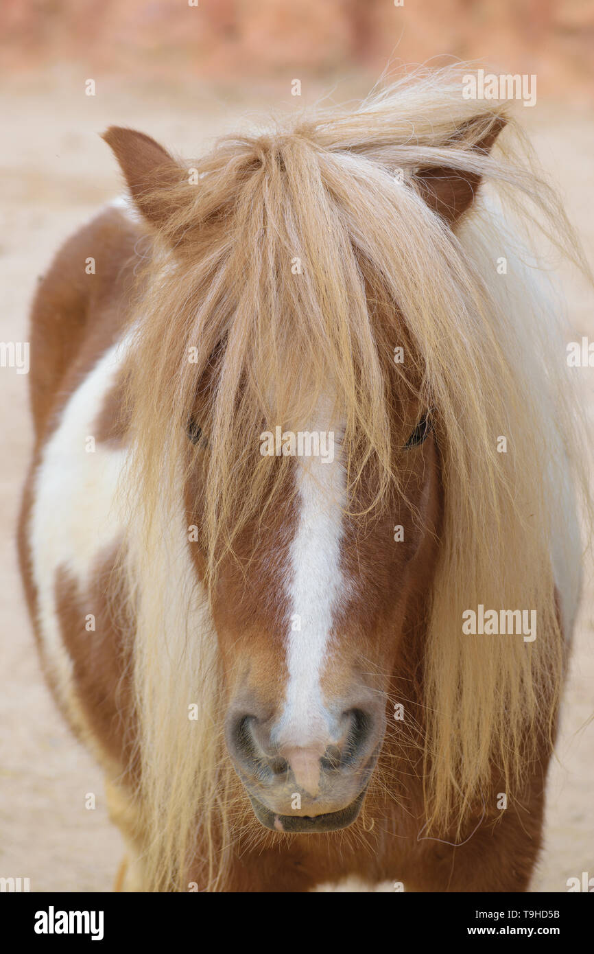 Poney Shetland (Equus caballus caballus shetland) portrait Banque D'Images