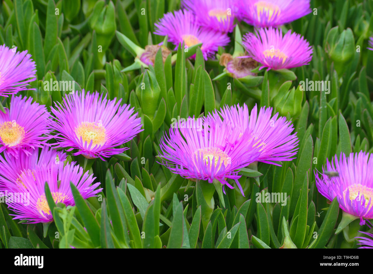 Carpobrotus chilensis (mer fig) succulentes Banque D'Images