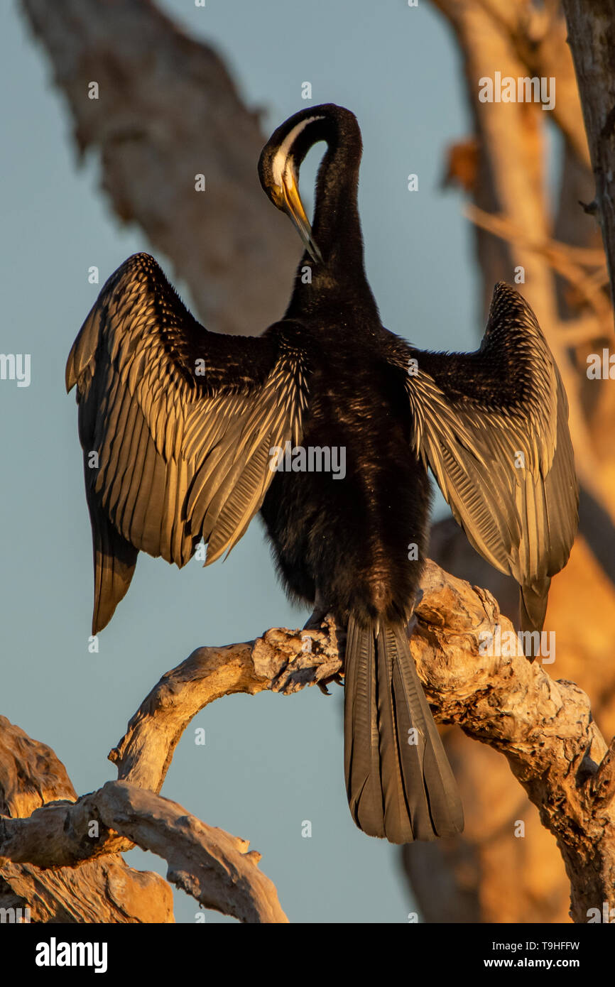 Australasian Darter Anhinga melanogaster, à Yellow Waters, le parc national de Kakadu, NT Banque D'Images