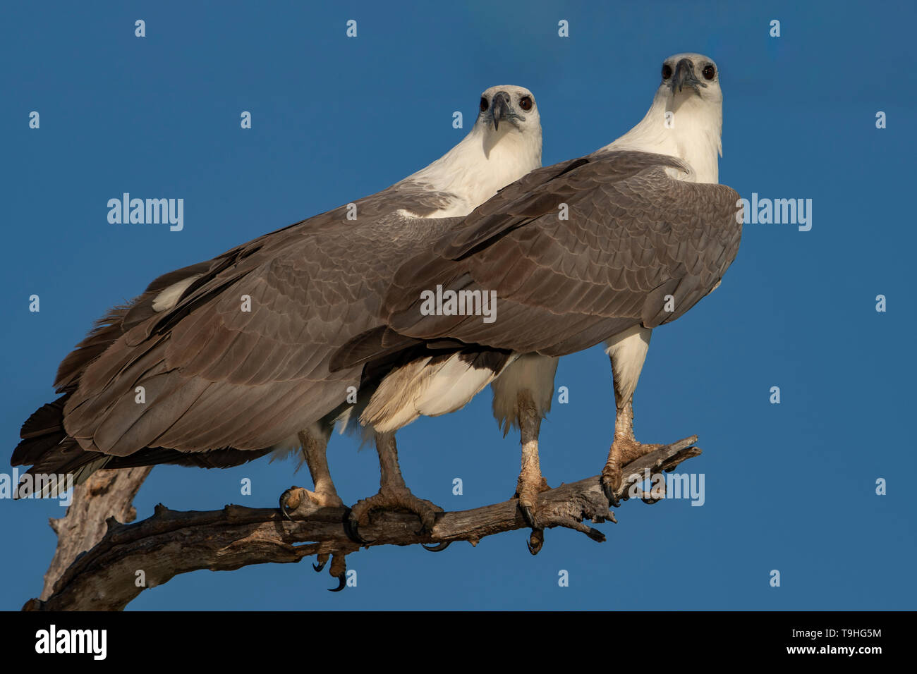 White-bellied Sea Eagles, Haliaeetus leucogaster à Yellow Waters, le parc national de Kakadu, NT Banque D'Images