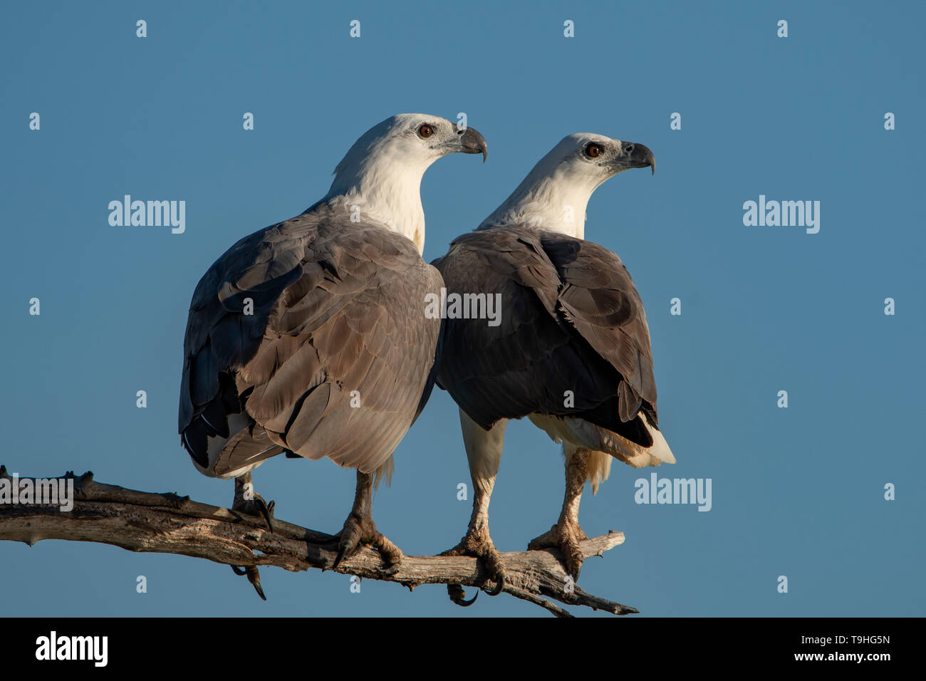 White-bellied Sea Eagles, Haliaeetus leucogaster à Yellow Waters, le parc national de Kakadu, NT Banque D'Images