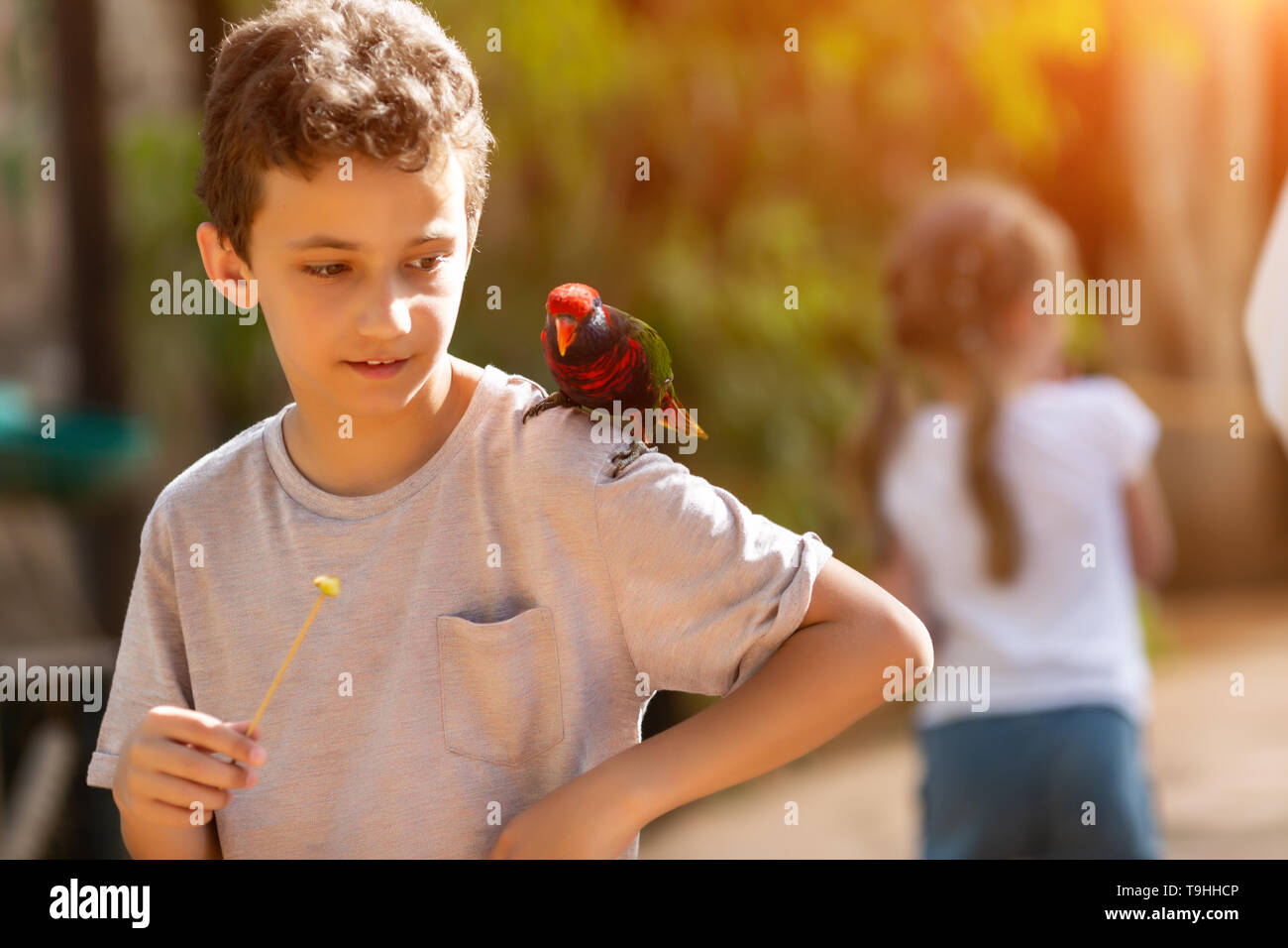 Adolescents dans l'alimentation des perroquets ara zoo s'asseoir sur son épaule Banque D'Images