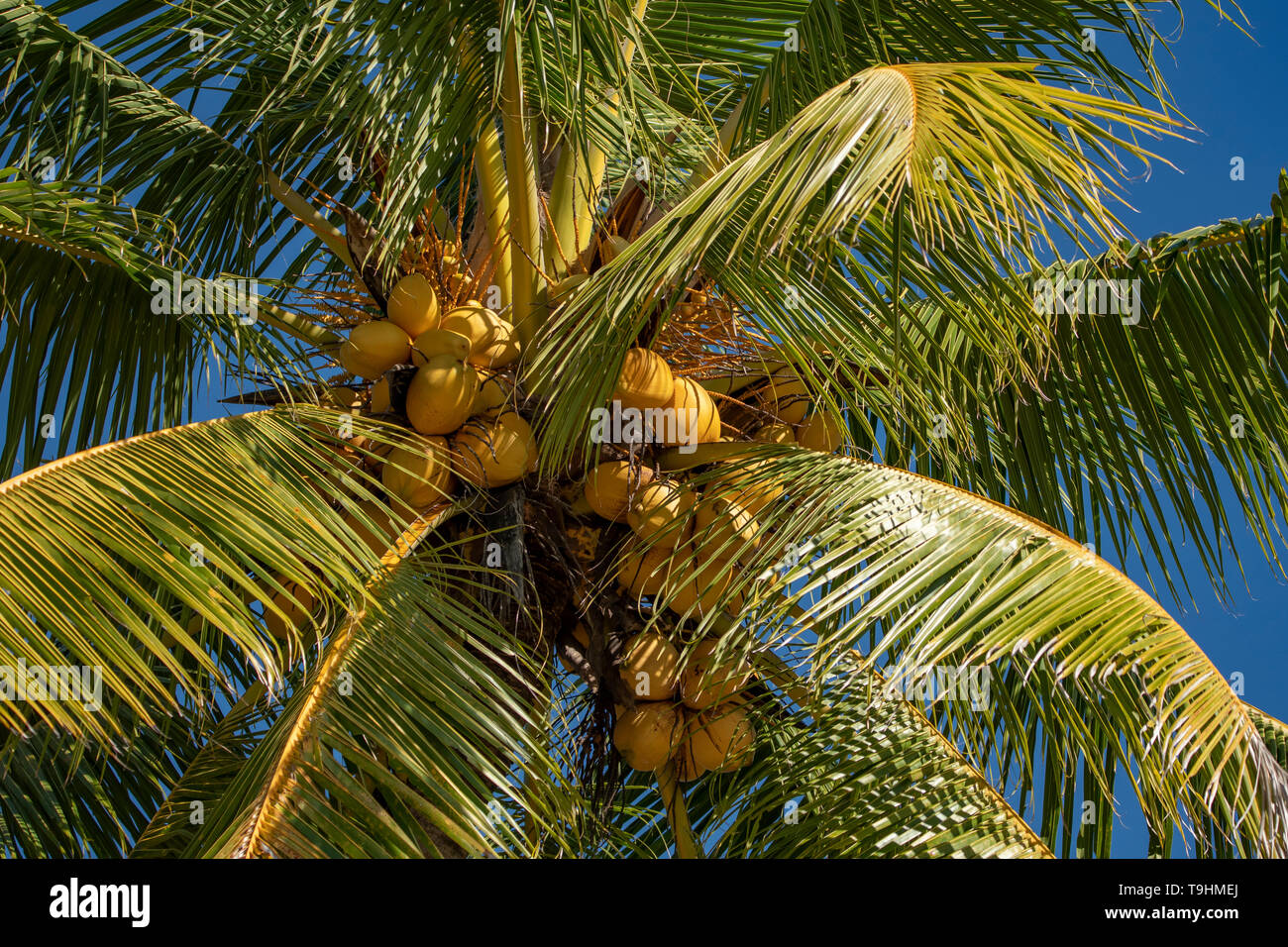 Cocos nucifera, Cocotier sur Dunk Island Banque D'Images