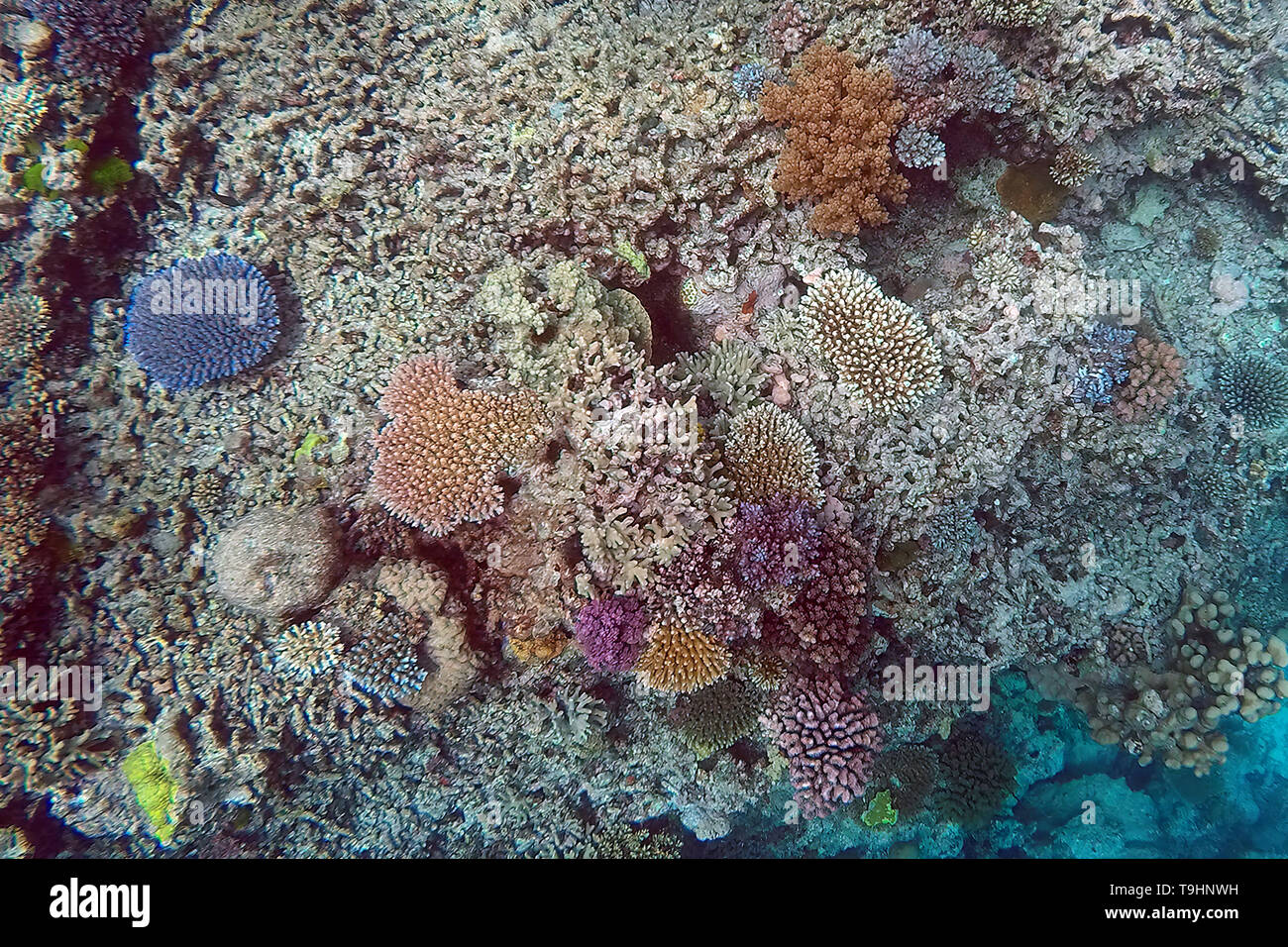 Ribbon Reef n° 9, Grande Barrière de Corail Banque D'Images