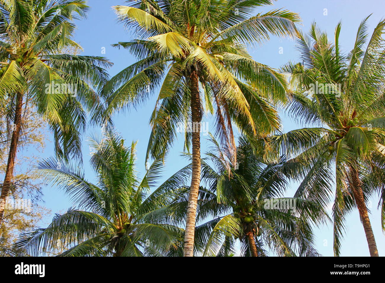 Coconut palm tree background Banque D'Images