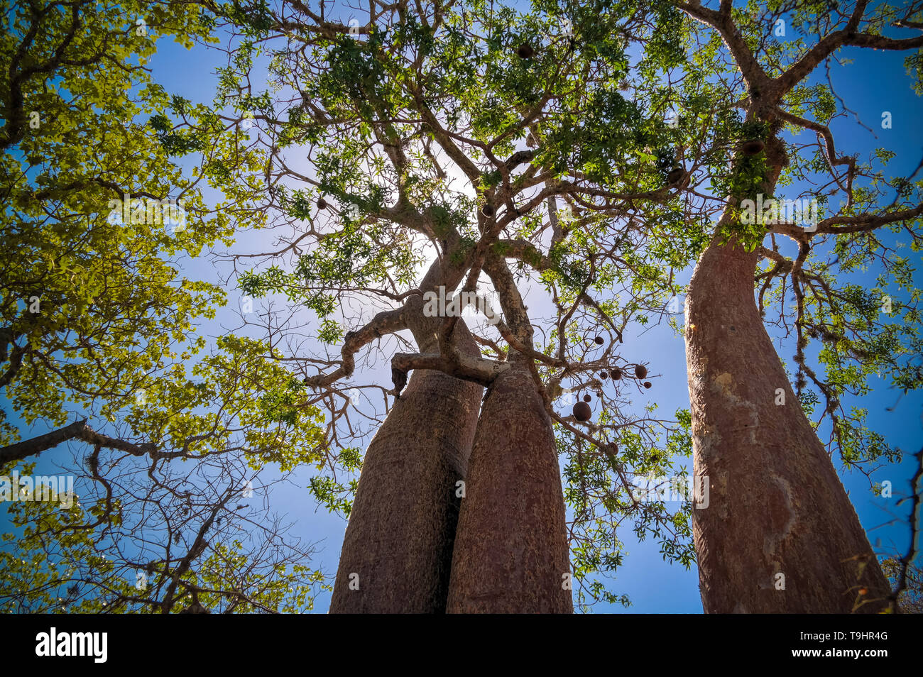 L'Adansonia rubrostipa avec paysage aka fony baobab, Reniala réserver park, Toliara, Madagascar Banque D'Images