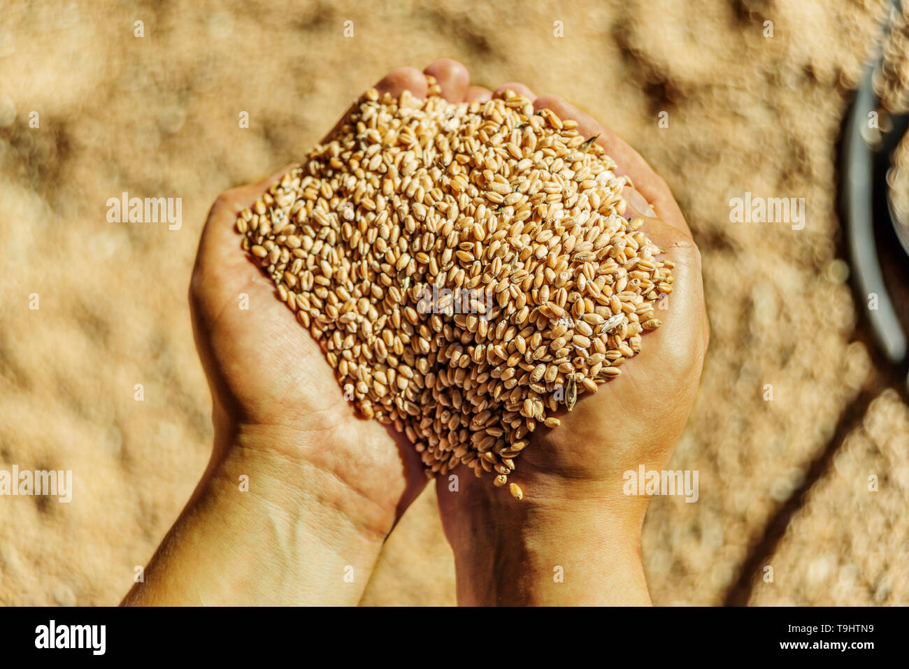 Men's hands holding un tas de grains de blé mûrs sur fond de céréales renversé Banque D'Images