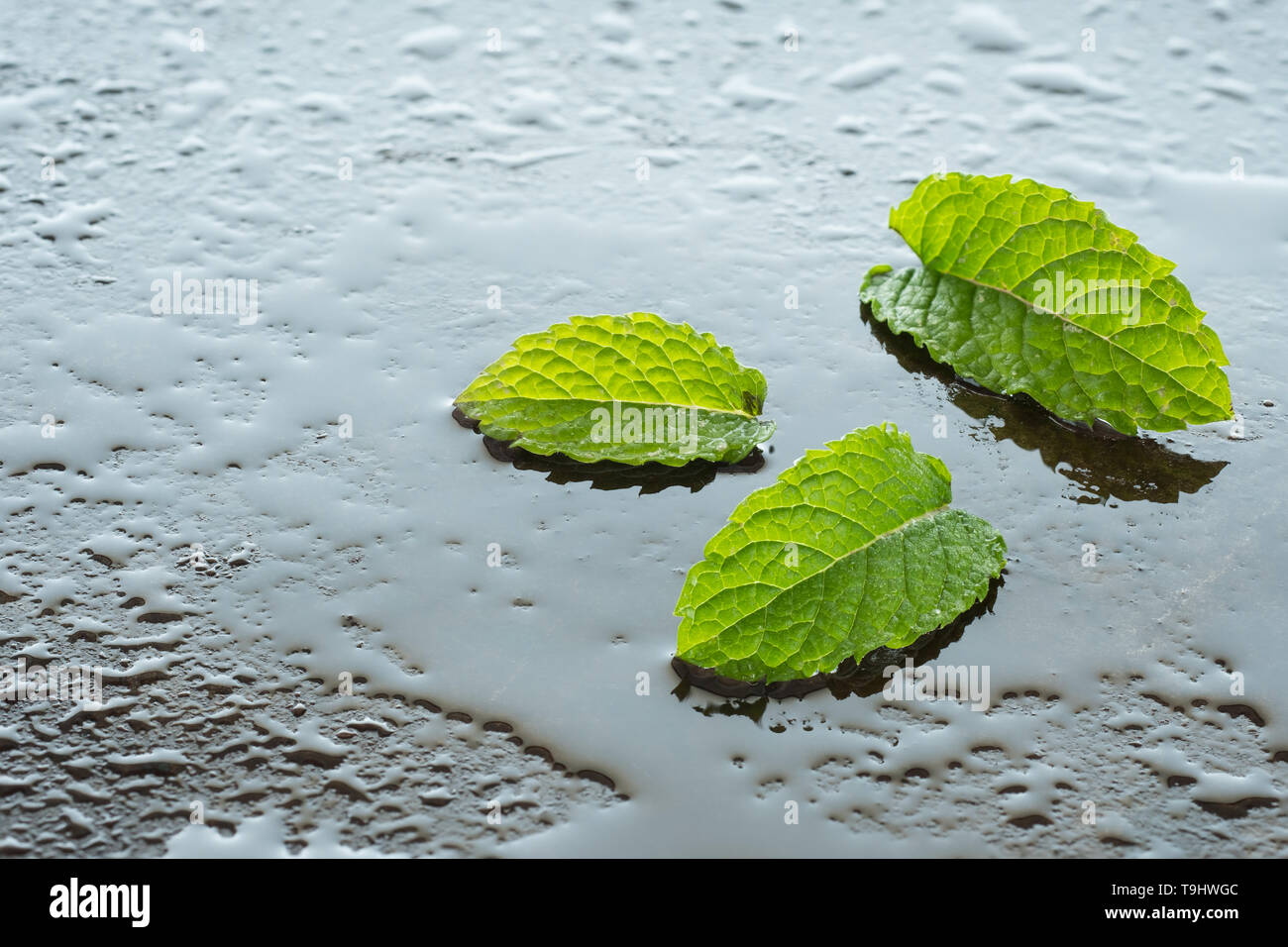 Feuille de menthe verte Mentha spicata Menthe (hugo) avec de l'eau à l'arrière allumé Banque D'Images