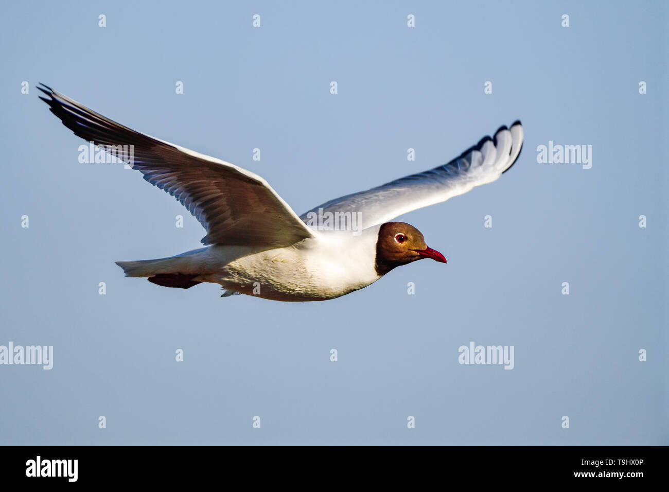 Mouette En Vol Photo Stock Alamy