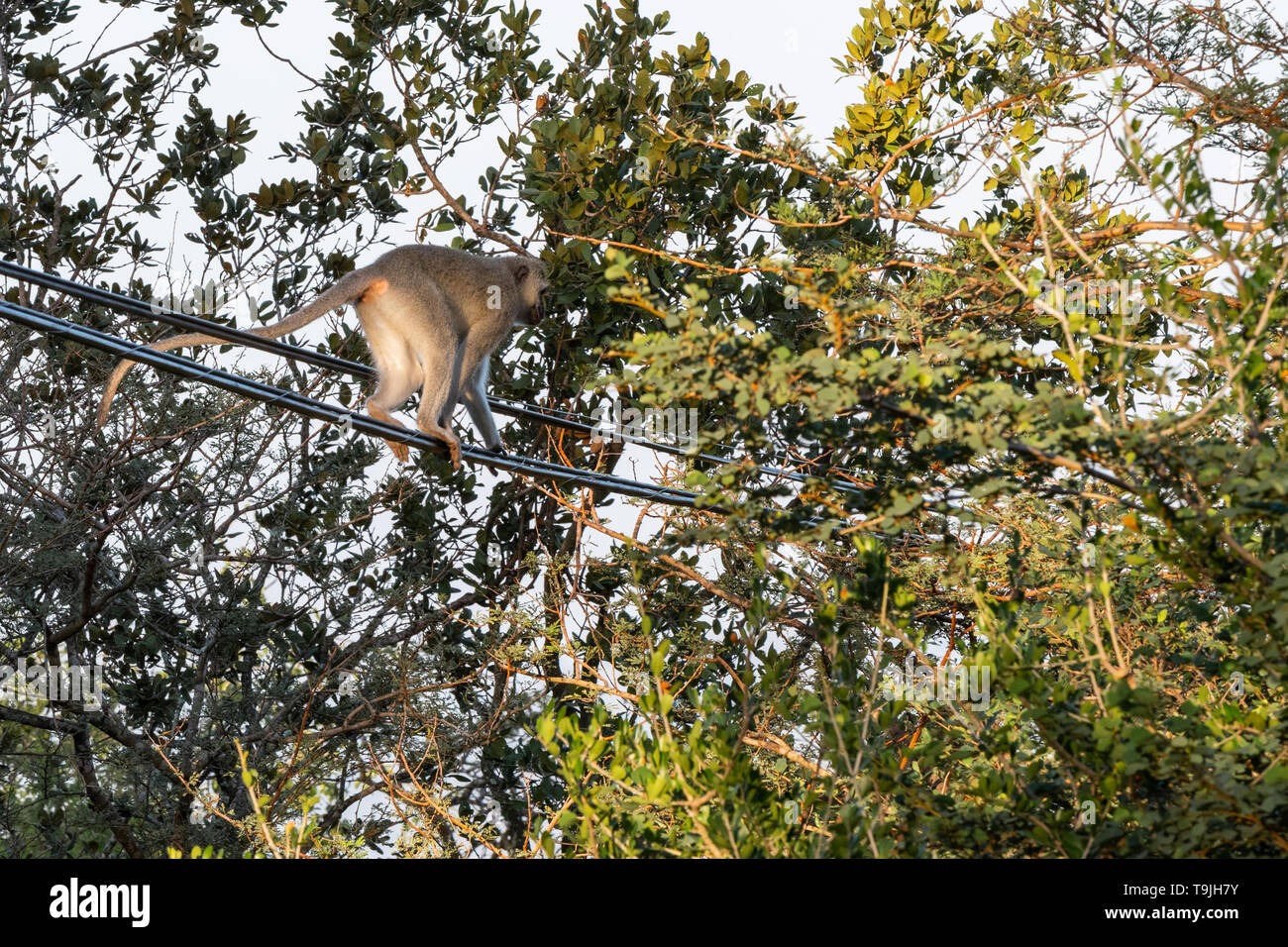 Un singe à marcher le long des câbles d'alimentation. Banque D'Images