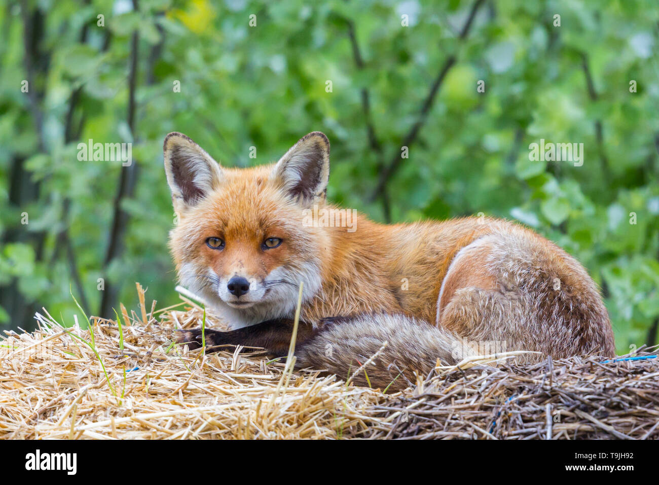 Close-up red fox (Vulpes naturel) sur la paille Banque D'Images