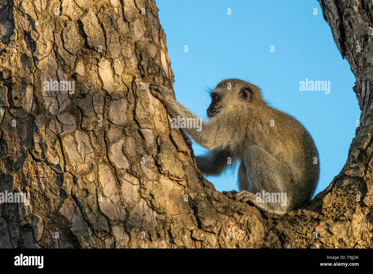 Un singe crounched dans la fourche d'un tronc d'arbre. Banque D'Images