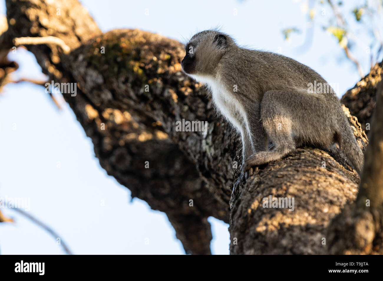 Un singe prépare à agir d'une branche d'arbre. Banque D'Images