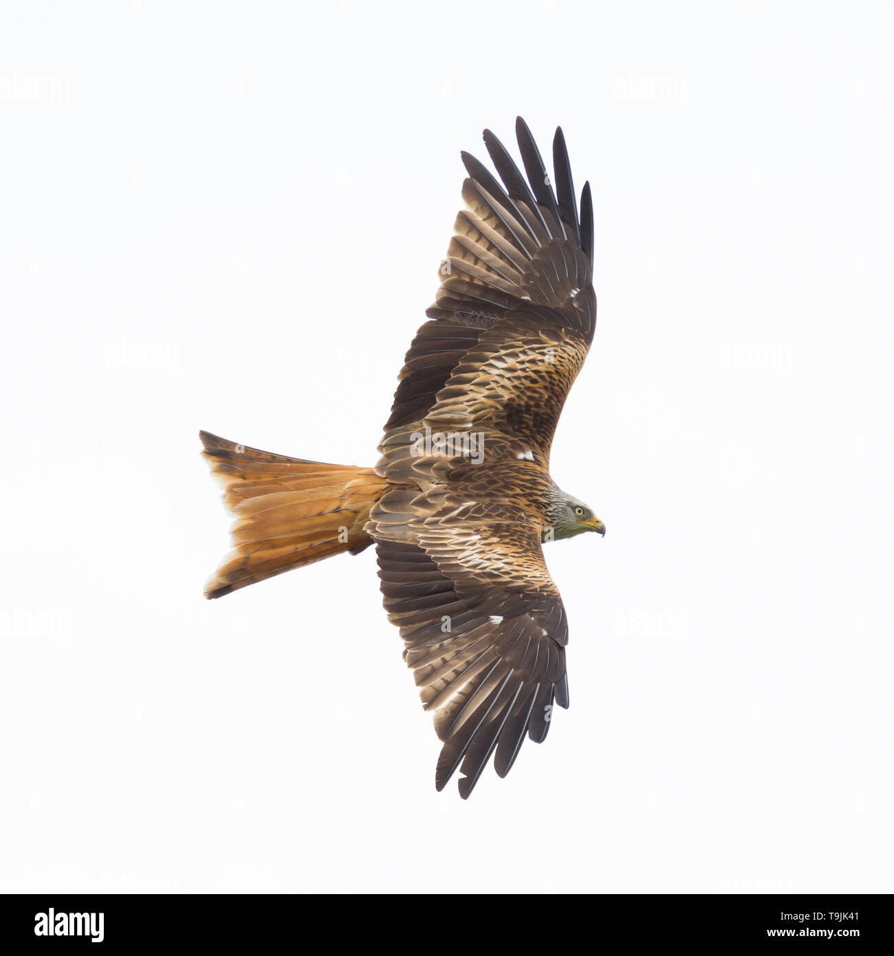 Close-up red kite isolées (Milvus milvus) en vol, ailes propagation Banque D'Images
