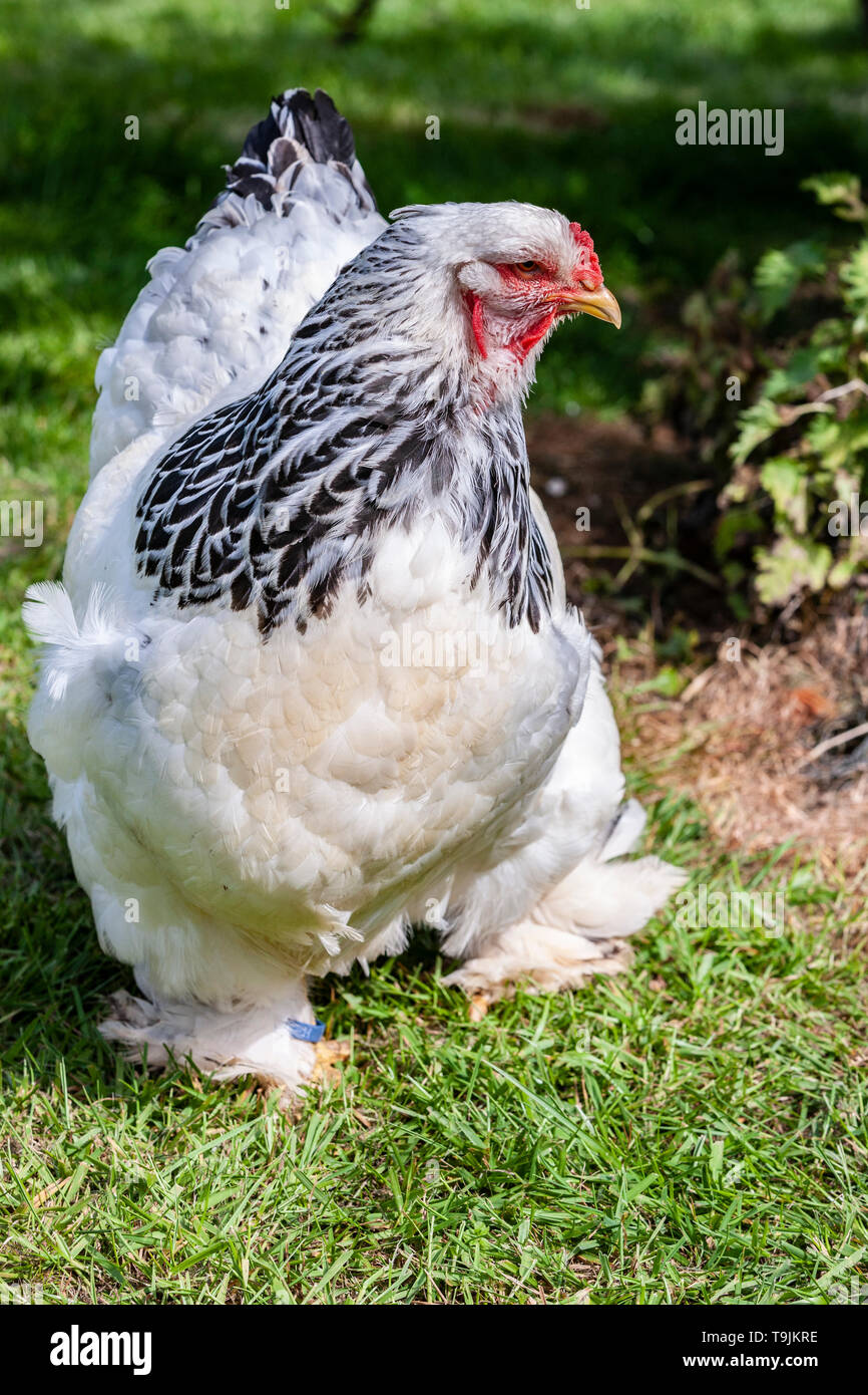 Brahma lumière connaît comme le roi des poulets. Banque D'Images
