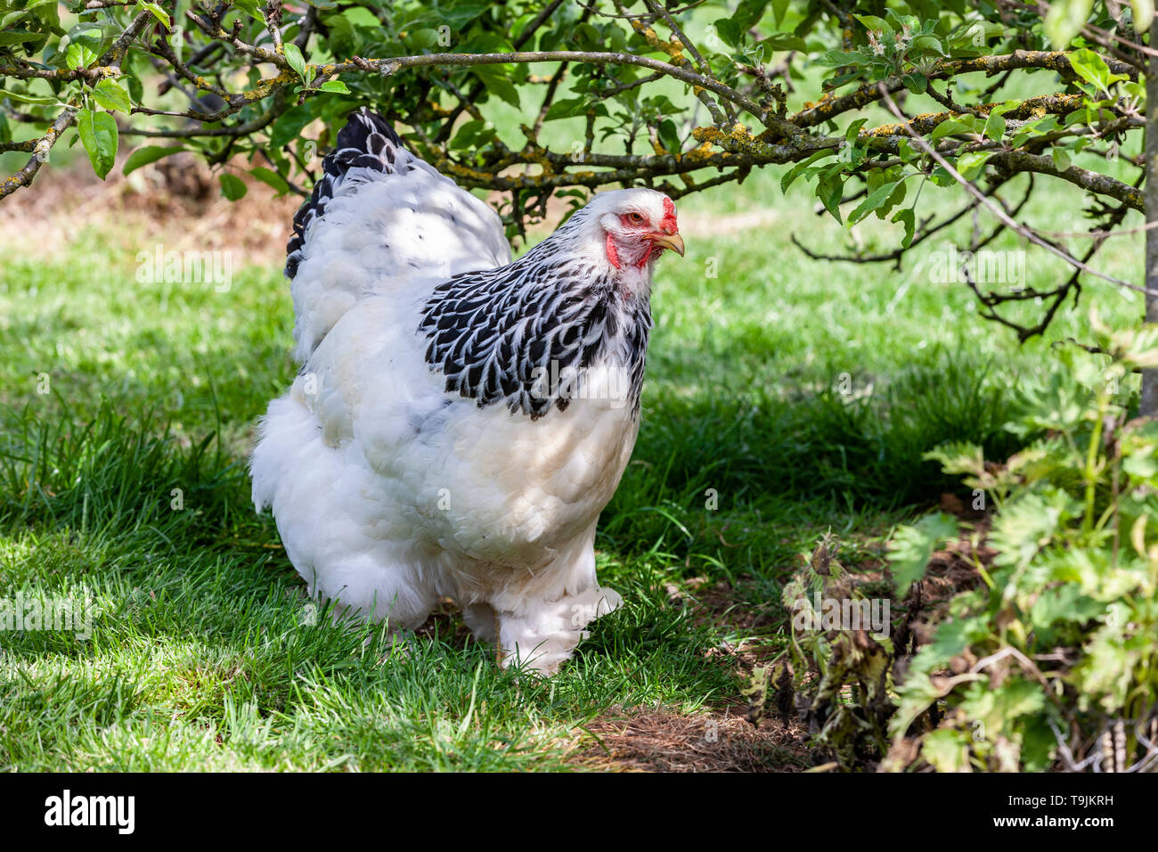 Brahma lumière connaît comme le roi des poulets. Banque D'Images