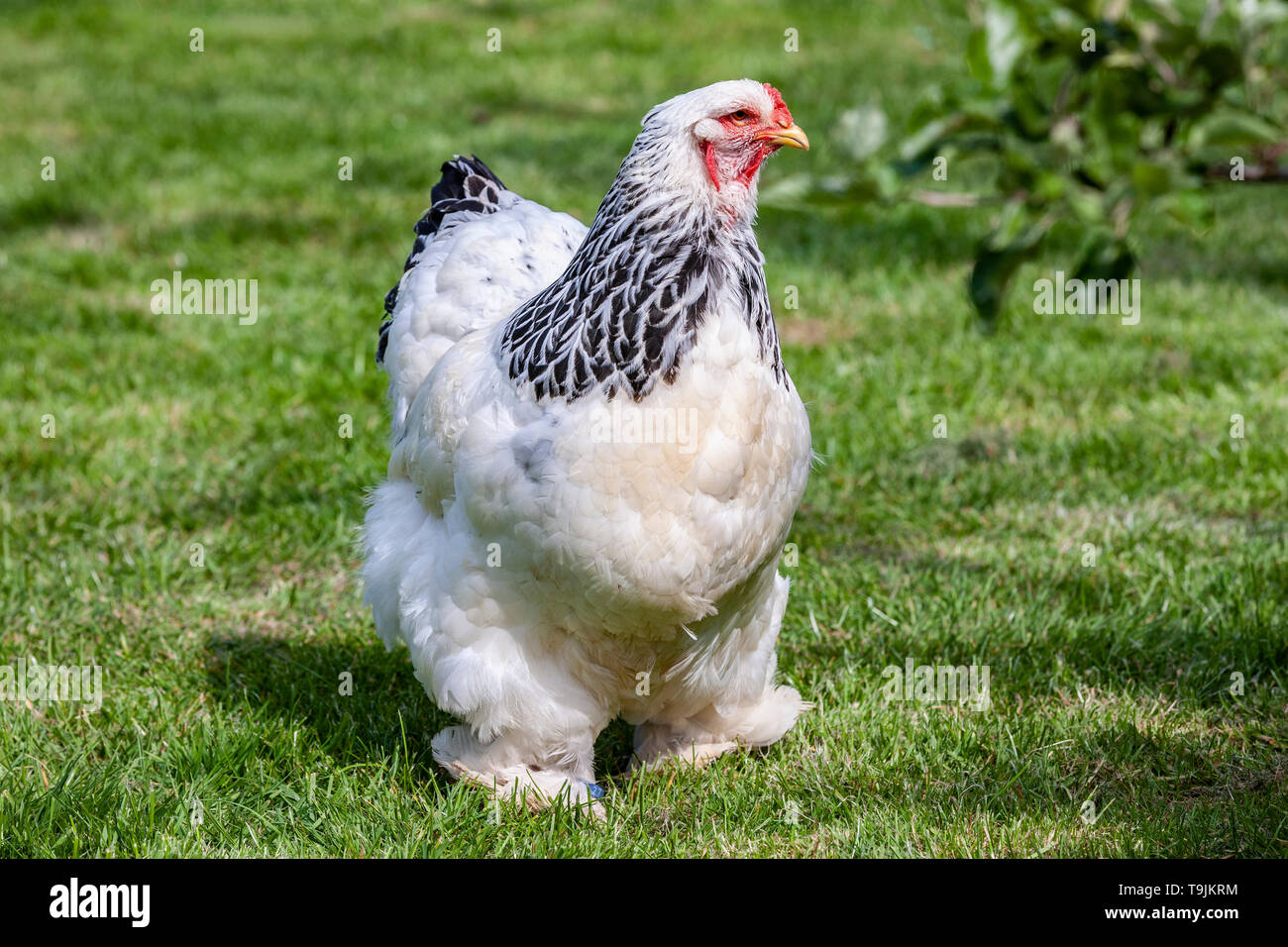 Brahma lumière connaît comme le roi des poulets. Banque D'Images