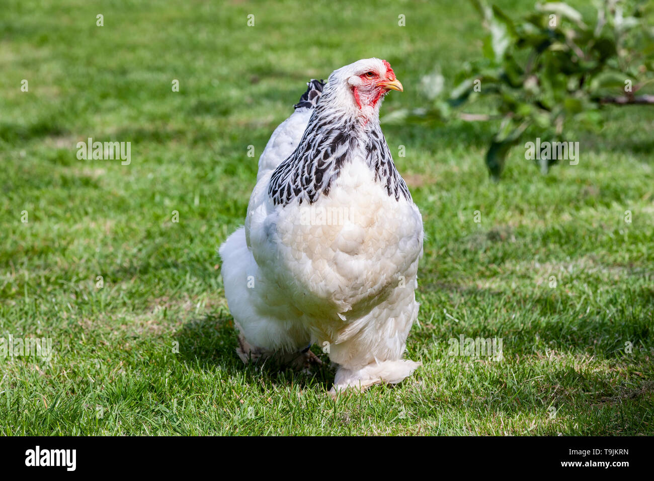 Brahma lumière connaît comme le roi des poulets. Banque D'Images