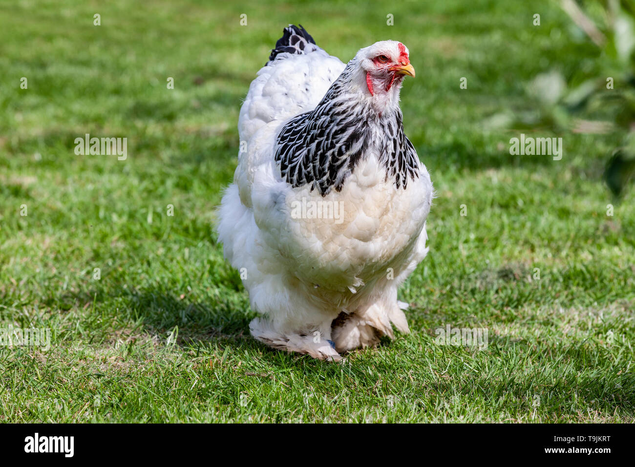 Brahma lumière connaît comme le roi des poulets. Banque D'Images
