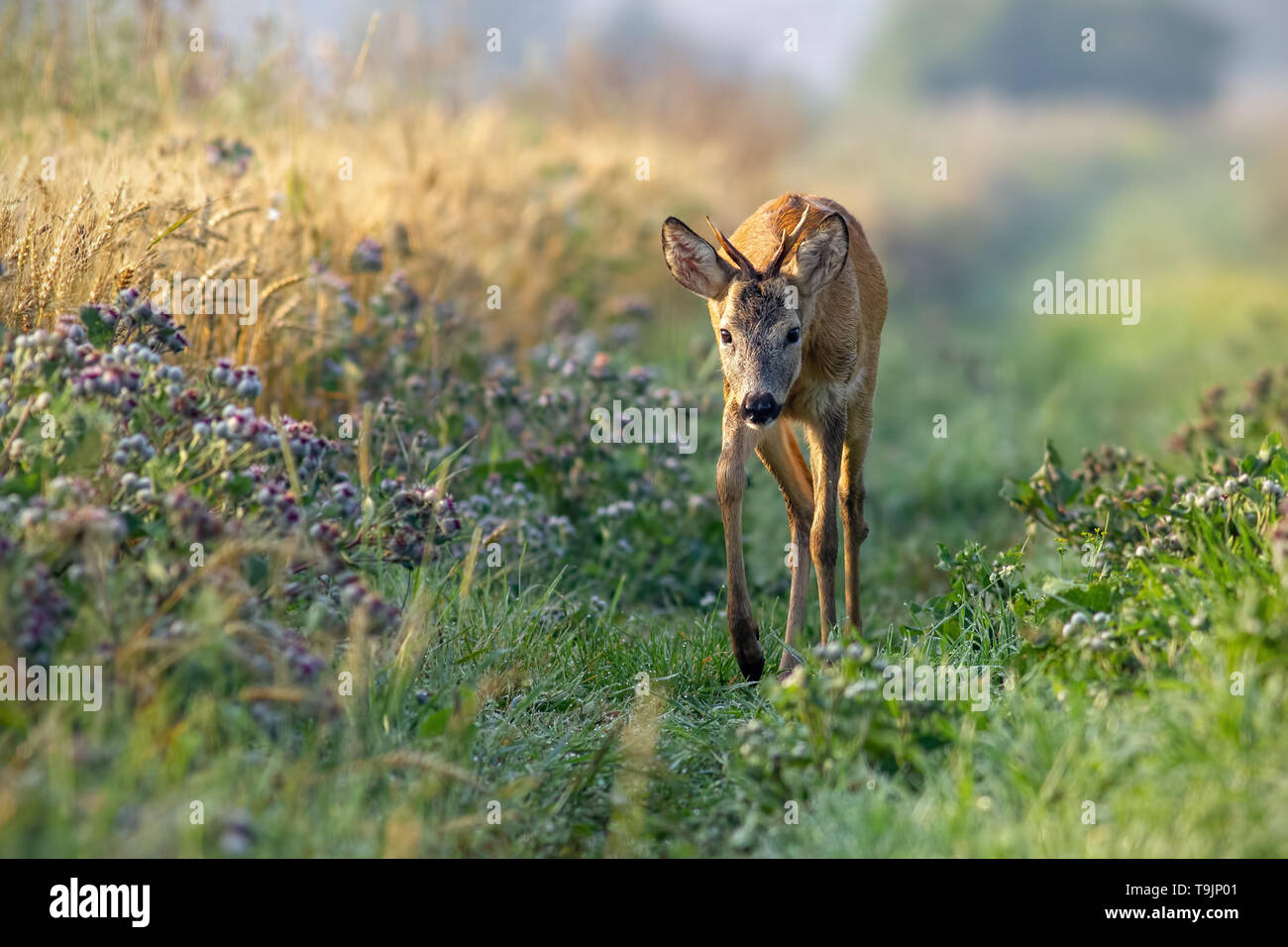 Chevreuil buck marcher le long grain field dans le soleil de matin d'été. Banque D'Images