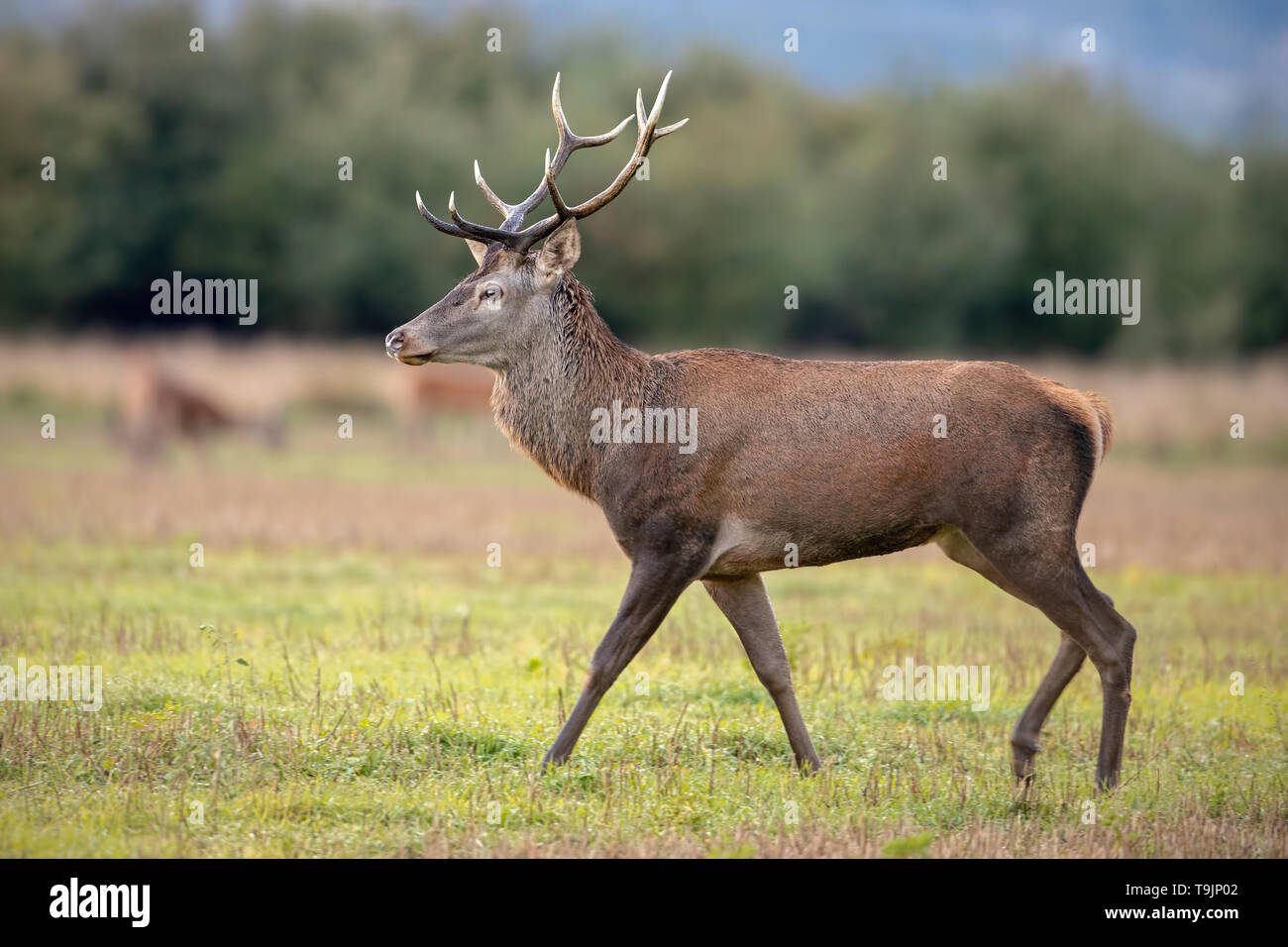 Les jeunes red deer stag en automne sur une prairie avec troupeau en arrière-plan. Banque D'Images